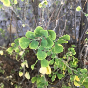 Photographie n°2374724 du taxon Medicago arborea L. [1753]