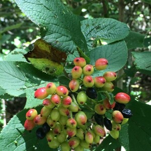 Photographie n°2374766 du taxon Viburnum lantana L. [1753]