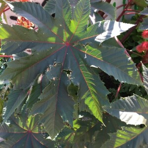 Photographie n°2374785 du taxon Ricinus communis L. [1753]