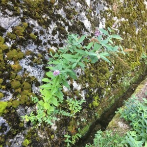 Photographie n°2374792 du taxon Buddleja davidii Franch. [1887]