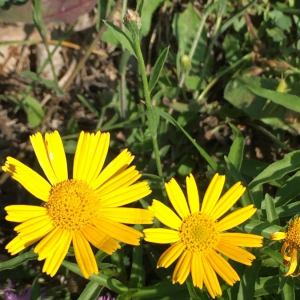 Photographie n°2374793 du taxon Buphthalmum salicifolium L. [1753]