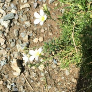 Photographie n°2374804 du taxon Minuartia laricifolia (L.) Schinz & Thell. [1907]