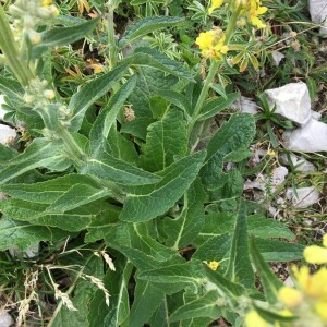 Photographie n°2374823 du taxon Verbascum lychnitis L. [1753]