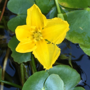 Photographie n°2374899 du taxon Nymphoides peltata (S.G.Gmel.) Kuntze [1891]