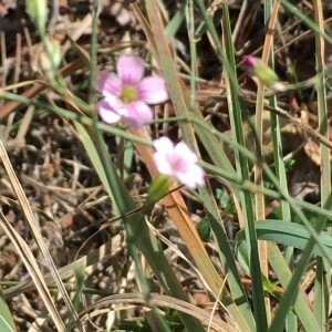 Photographie n°2374923 du taxon Petrorhagia saxifraga (L.) Link [1829]