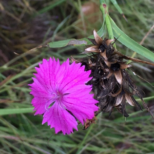 Photographie n°2374924 du taxon Dianthus balbisii Ser. [1824]