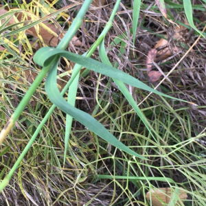 Photographie n°2374925 du taxon Dianthus balbisii Ser. [1824]