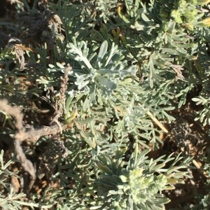  - Artemisia caerulescens L. [1753]