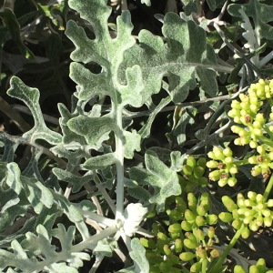 Photographie n°2374971 du taxon Jacobaea maritima (L.) Pelser & Meijden [2005]