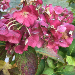 Photographie n°2374996 du taxon Hydrangea macrophylla (Thunb.) Ser. [1830]