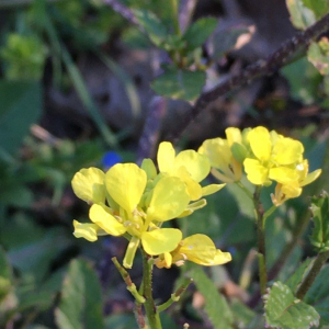 Photographie n°2375049 du taxon Sinapis arvensis L. [1753]