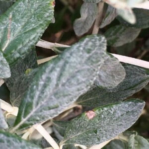 Photographie n°2375067 du taxon Teucrium fruticans L. [1753]