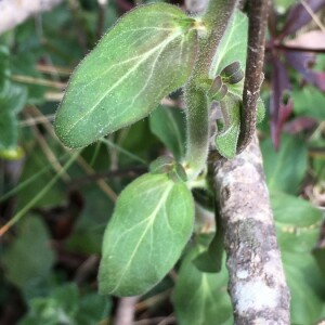 Photographie n°2375098 du taxon Antirrhinum majus L. [1753]