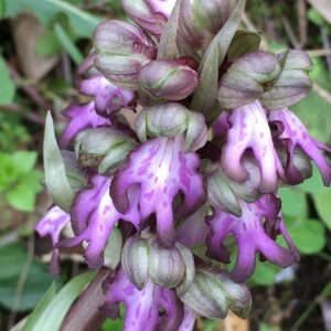 Photographie n°2375100 du taxon Himantoglossum robertianum (Loisel.) P.Delforge [1999]