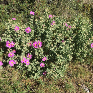 Photographie n°2375112 du taxon Cistus albidus L. [1753]