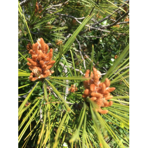 Pinus contorta Douglas ex Loudon (Pin tordu)