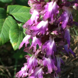 Photographie n°2375129 du taxon Himantoglossum robertianum (Loisel.) P.Delforge [1999]