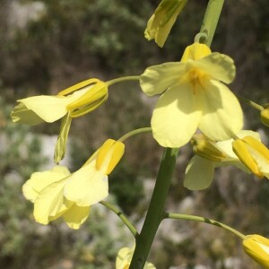 Photographie n°2375140 du taxon Brassica oleracea L. [1753]