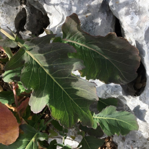 Photographie n°2375141 du taxon Brassica oleracea L. [1753]