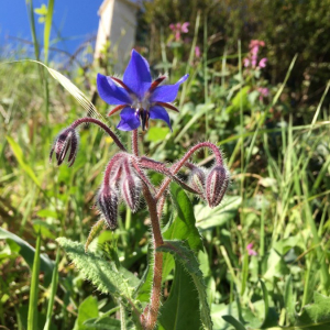 Photographie n°2375152 du taxon Borago officinalis L. [1753]