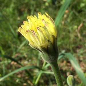 Photographie n°2375157 du taxon Urospermum dalechampii (L.) Scop. ex F.W.Schmidt [1795]