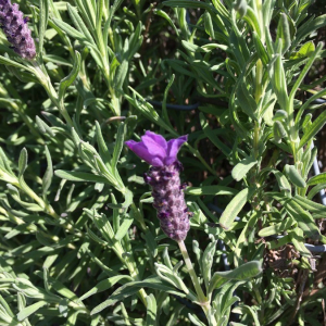 Photographie n°2375163 du taxon Lavandula stoechas L. [1753]