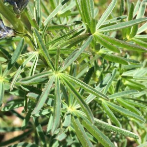 Photographie n°2375167 du taxon Lupinus angustifolius L. [1753]