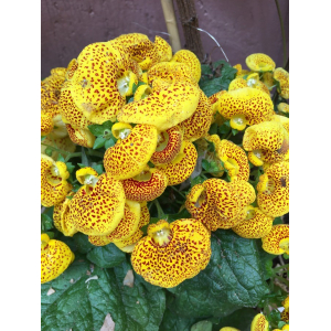 Calceolaria integrifolia L. (Bush Slipperwort)