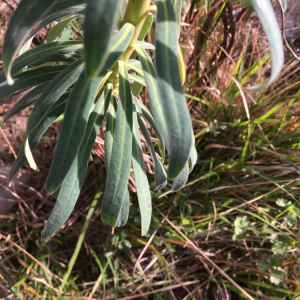 Photographie n°2375211 du taxon Euphorbia characias L. [1753]