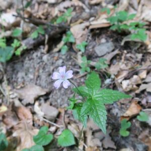 Photographie n°2375348 du taxon Geranium nodosum L. [1753]