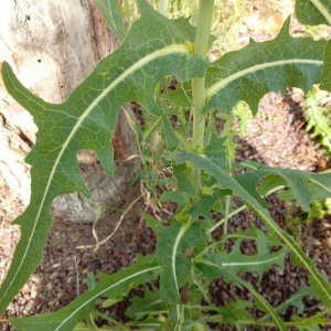 Photographie n°2375355 du taxon Lactuca serriola L. [1756]