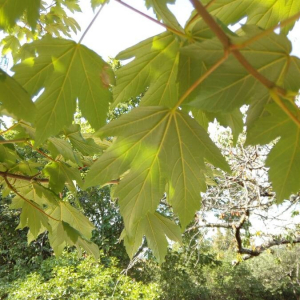 Photographie n°2375356 du taxon Acer pseudoplatanus L.