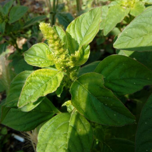 Photographie n°2375358 du taxon Amaranthus retroflexus L. [1753]