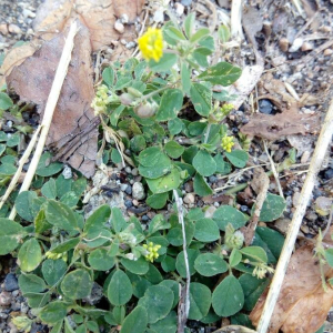 Photographie n°2375362 du taxon Medicago lupulina L. [1753]