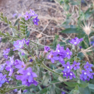 Photographie n°2375366 du taxon Anchusa officinalis L. [1753]