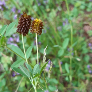 Photographie n°2375368 du taxon Trifolium spadiceum L.