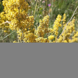 Photographie n°2375371 du taxon Galium verum L. [1753]