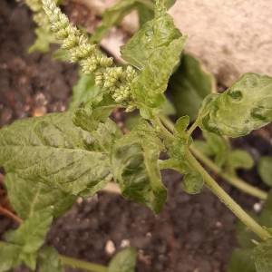 Photographie n°2375430 du taxon Amaranthus retroflexus L. [1753]