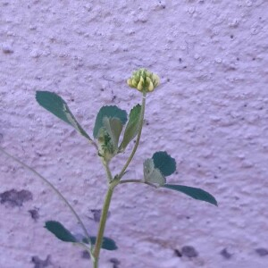 Photographie n°2375450 du taxon Medicago lupulina L. [1753]