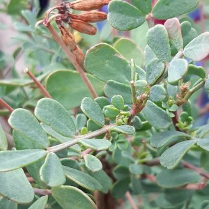 Photographie n°2375480 du taxon Coronilla valentina L. [1753]