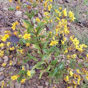 Photographie n°2375507 du taxon Guizotia abyssinica (L.f.) Cass. [1829]