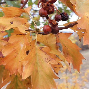 Photographie n°2375512 du taxon Sorbus torminalis (L.) Crantz [1763]
