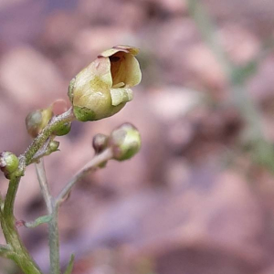 Photographie n°2375533 du taxon Scrophularia nodosa L. [1753]