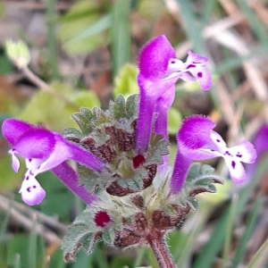 Photographie n°2375542 du taxon Lamium amplexicaule L.