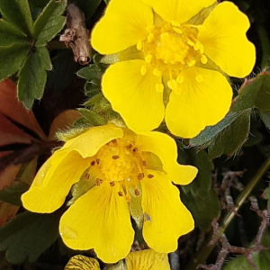 Photographie n°2375552 du taxon Potentilla anglica Laichard. [1790]