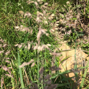 Photographie n°2375748 du taxon Holcus lanatus L. [1753]