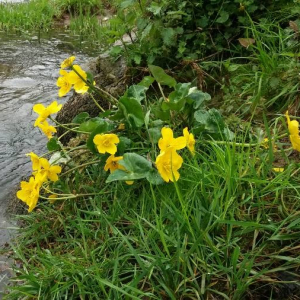 Photographie n°2375983 du taxon Caltha palustris L. [1753]