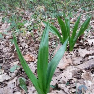 Photographie n°2375995 du taxon Colchicum autumnale L. [1753]