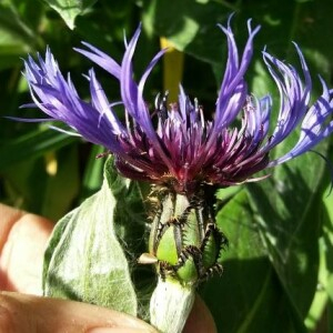 Photographie n°2376017 du taxon Cyanus montanus (L.) Hill [1768]