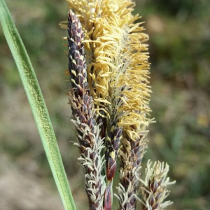 Photographie n°2376021 du taxon Carex flacca Schreb. [1771]